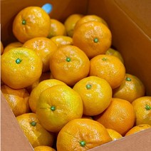 제주 햇 노지감귤 맛보장 노지감귤 5kg 10kg, 1통, 10kg(L )