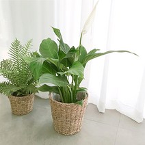 실내 공기 미세먼지 정화 식물 거실 화분 극락조 여인초 아레카야자 뱅갈고무나무 키우기 집들이, 맛상게이나(중)