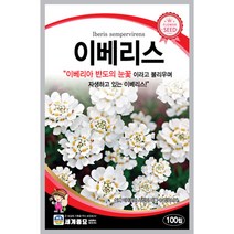 꽃씨 이베리스 이베리아 반도의 눈꽃이라 불리우며 자생하고있는 꽃씨앗