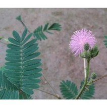 G 미모사 퓨티카 씨앗 1g (약100개), 상세페이지 참조