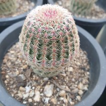 [수암다육] 자태양 랜덤발송 Echinocereus rigidissimus ssp. rubispinus 랜덤발송 다육 다육이 다육식물 311