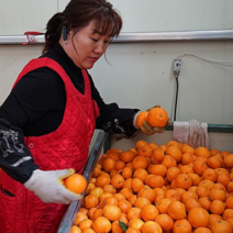 제주도귤 고당도귤 효돈감귤 제주감귤 [산지직송], 대과 (11~14과) 1.5kg, 1개