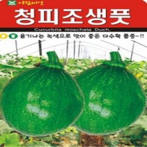 AR 청피조생풋호박 다수확 품종 씨앗