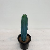 [다은꽃농원]선인장키우기 용신목 키우기쉬운 다육선인장 생명력이 강한 음이온발생 전자파차단 인테리어