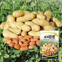 땅콩씨 땅콩종자 씨앗 30g 대포장 500g