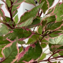 묘목/말채나무 미라클 17cm화분 독일수입 SJ263