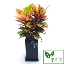 꽃친구 크로톤 개업화분 축하화분 인테리어화분 전국 당일배송, 물받이받침(8.000원), 1개