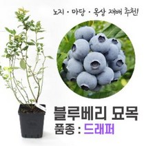 깨비농장 블루베리 나무 묘목 재배 키우기 (품종: 드래퍼), 드래퍼