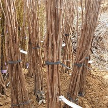 감나무[대봉] 묘목 접목1년 특묘목 1주