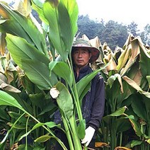 곡성 유기농 일반 울금 장수비결 생울금, 1박스, 일반 생울금 중품 1kg