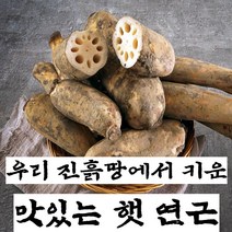 구씨아줌마 국산 햇 연근 생연근 흙연근 통연근 특품 1kg 3kg 5kg 10kg, 연근(특) 1kg, 1개