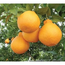 3년생 한라봉 묘목 가정원예 농가과수용 제주한라농원, 1개