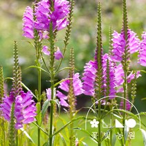 꽃빛농원 꽃범의꼬리 3치 포트 야생화 모종, 단품