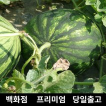 [특등급선별] 수박 5kg 과일 과일세트 망고수박 고창수박 노란수박 고당도수박 수박구매 수박당도 수박농가 수박농장 꿀수박 수박판매 맛있는수박, 1개