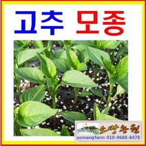(J소망)대농 김장 고추모종(30개)바이러스 역병에강함