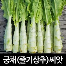 궁채 씨앗 줄기 상추 씨앗 celtuce seeds 1000알