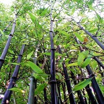 충주원예조경 / 대나무(오죽) / 1.7m~1.8m, 1개