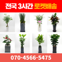[ 전국 당일 3시간 배송 ] 관엽식물 전지역 3시간 배송! 전국꽃배달 (주)화신플라워, 15. 극락조