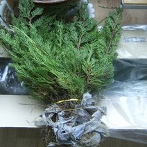 옥향나무 묘목 2년생5주 조경수