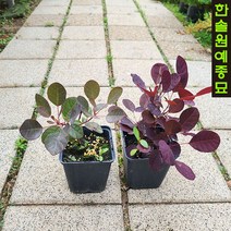 안개나무-왜성(릴라/매지컬토치) P9포트, 03. 황금 안개나무 골든 스피릿, 1개