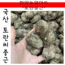 씨종자-국내산 토란씨/1KG/토란종자/토란종근/씨토란/토란씨/토란씨앗/국산