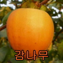 대봉감 접1년특 1그루+단감1 묶음 나무 묘목 과일나무 유실수