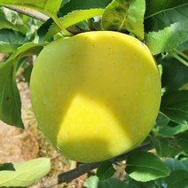 [산지직송] 아삭달콤 고당도 영천 시나노 골드 사과 황금 노란 사과 가정용 흠과 못난이 실속형 2kg 4.5kg, 1박스, 4.5kg(크기 혼합)