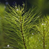 헬로아쿠아 모음)초보수초 200종모음전 쉬운수초 어항장식 열대어 어항꾸미기 수족관꾸미기, 38번) 로타라 와리키 3촉