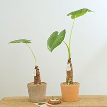 천연가습기 알로카시아 키우기 쉬운 휴양지 인테리어 식물 공기정화, 토분받침, 서포터식물-홍콩야자(브라운토분), 다크브라운