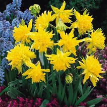 충주원예조경 / 수선화구근 / 립반윙클 / 2구, 구