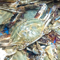 [산지직송] 국산 연평도 활 숫꽃게 1kg (4-6미) 당일발송, 1개