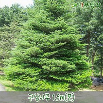 착한가격나무생각 구상나무 1.5m(분)