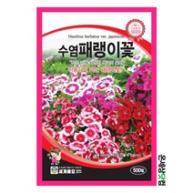 수염패랭이꽃 500립/ 꽃씨 패랭이꽃씨앗 패랭이씨앗