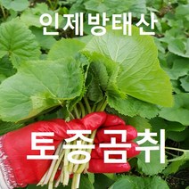 토종 곰취 첫순 2kg /강원도 인제 곰취 /줄기빨간 진짜배기 /1인농부 재배