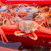 당일 조업한 구룡포 자숙 연지홍게 3kg 프리미엄, 프리미엄 3kg 12-13미