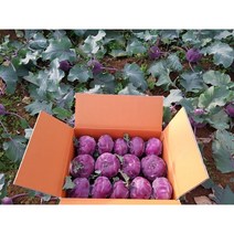 [향기농장] 제주 콜라비 특대과 못난이 비상품 10kg 15kg, 15kg(못난이지만 맛있어요)