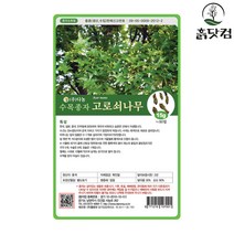 고로쇠나무 씨앗 15g 단풍 수목 조경 종자 + 네임택, 단품