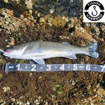 로켓95 싱킹 농어 광어 채비 바늘 미끼 미노우 루어낚시, 3-라임캔디