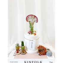 화사한 핑크빛 선인장 춘봉철화 유포비아, 1개