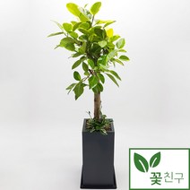 꽃친구 뱅갈고무나무 사각분 중형 대형 실내 거실 사무실 개업화분 축하화분 전국 당일배송