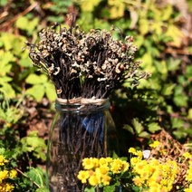 온유네 최상품 국산 친환경 무농약 최고등급 개구리 햇 먹고사리 50g 100g, 1개