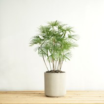 대형 종려죽 빈티지웜그레이 폴리스톤 실린더화분 그늘에서 잘 크는 실내 공기정화 거실화초 인테리어식물 개업화분, 필요없음, 바퀴형+8천원
