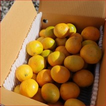 이든 노지감귤 제주명품 10kg (소) 제주조생귤 감귤 조생귤 부모님 친지 지인 선물 대량주문, 단품