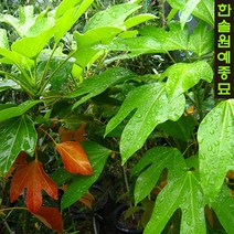 황칠나무 포트, 02 H1.0*R2