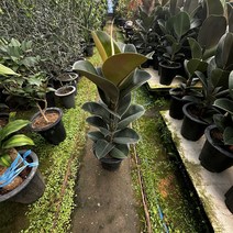 [광합성] 고무나무 70cm