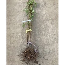 봄바람가든 복숭아묘목 황도 중생황도 접목1년특묘 꼼꼼한포장 과실수 복숭아키우기 묘목