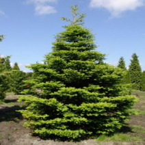 구상나무 크기별 시리즈 크리스마스트리 우리나라 고유종 고급종, 2.구상나무 150cm