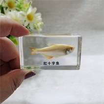 실체현미경 디지털현미경 확대경 곤충 표본 수지 작은 장식품 인형 초등학교 생물학 교과서 인지 장난감 책, 08 008