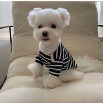 자칠 순면 강아지 옷 봄가을 쉐나리 테디 비 팬더 미니어처 도그 스트라이프 맨투맨 반팔