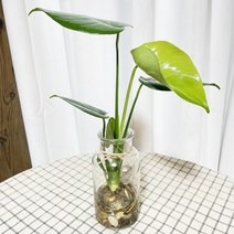 청년농부 몬스테라 수경세트 키우기쉬운식물 인테리어식물 공기정화식물 수경재배 수경식물